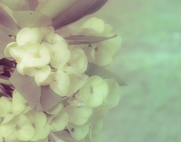 Gele Euphorbia milii bloem — Stockfoto