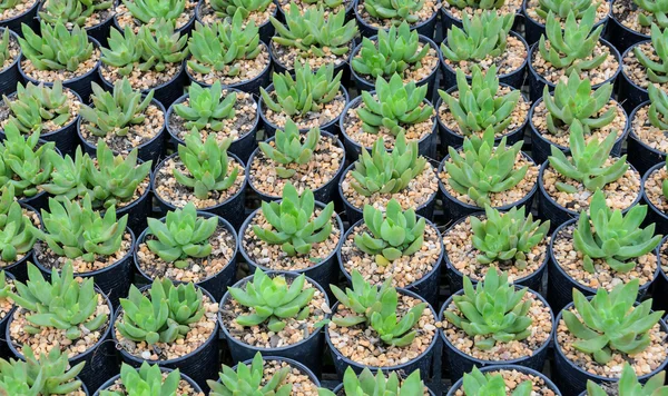 Plantas de Echeveria — Foto de Stock