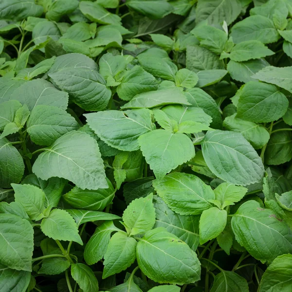 Ocimum gratissimum plant — Stockfoto