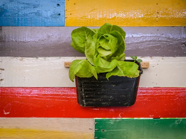 Butterhead lettuce plant on wall — Stock Photo, Image