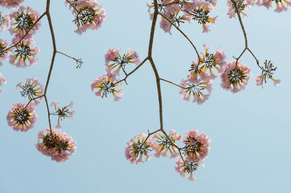 Růžový trubka květina v modré obloze — Stock fotografie