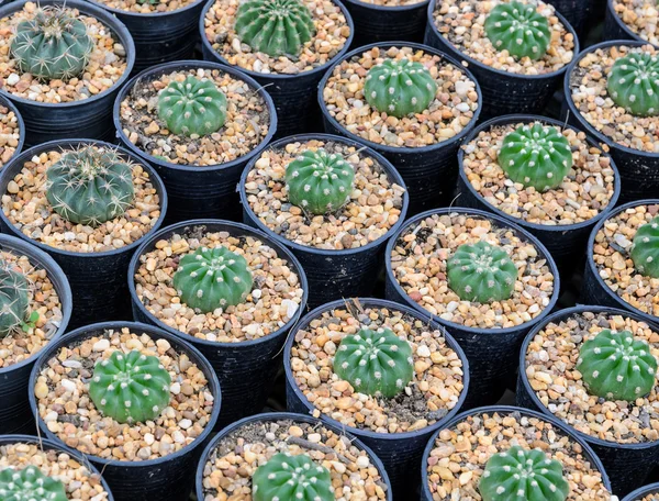 Cactus planta em vasos de flores — Fotografia de Stock