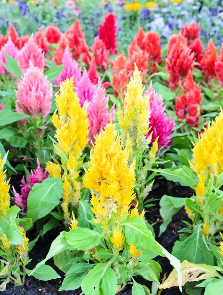 Bunte gefiederte Hahnenkamm-Blume — Stockfoto