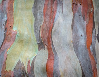 Eucalyptus tree bark background clipart