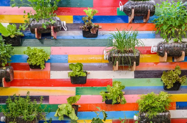 Plant herbs pots hanging on wall — Stock Photo, Image