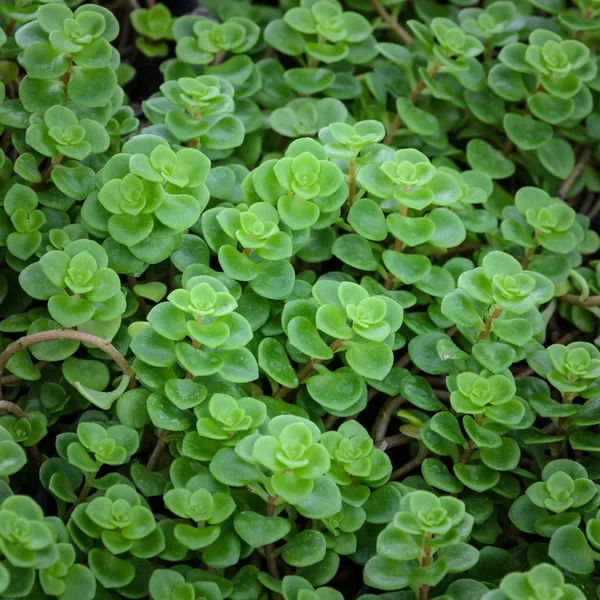 Echeveria 식물 — 스톡 사진