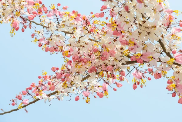 Pink shower blossom — Stock Photo, Image