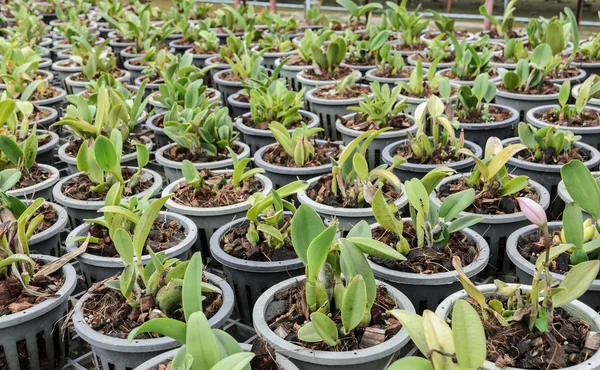 Плантация орхидей Каттлеи — стоковое фото