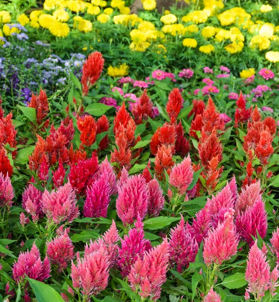 Blomma trädgård av fjäderprydda cockscomb blomma — Stockfoto