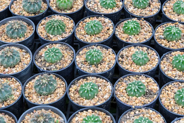 Cactus plants — Stock Photo, Image