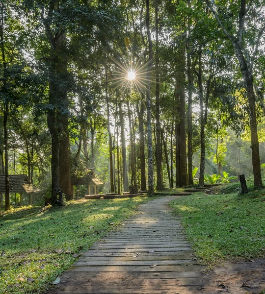 Rayos de sol en bosque caducifolio — Foto de Stock