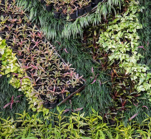 Hermosa pared de jardín follaje — Foto de Stock