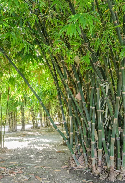 Floresta de bambu verde — Fotografia de Stock