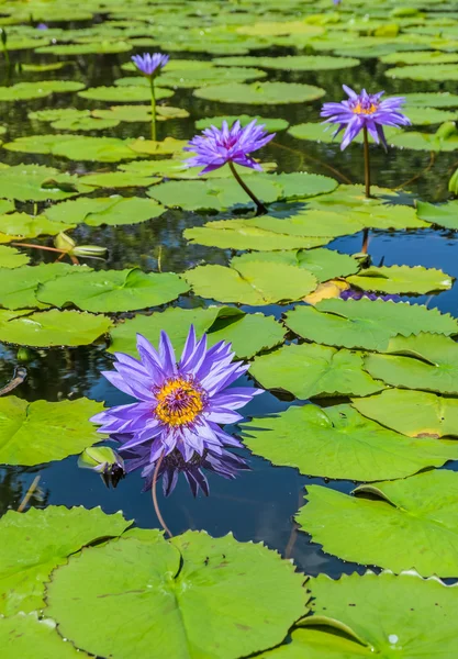 Flor de lírio de água roxa — Fotografia de Stock