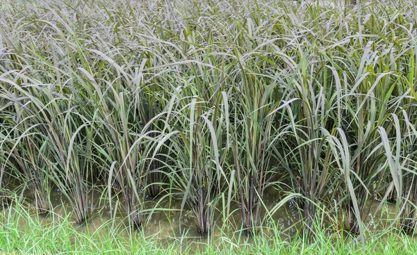 Plantação de arroz glutinoso preto na Tailândia — Fotografia de Stock