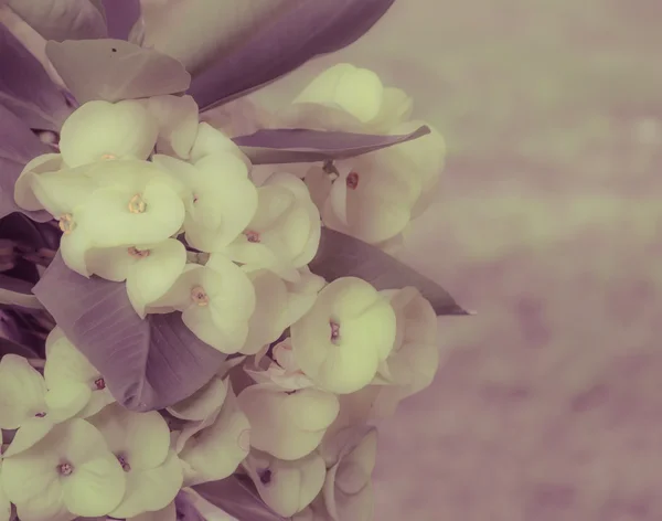 Gul Euphorbia milii blomst – stockfoto