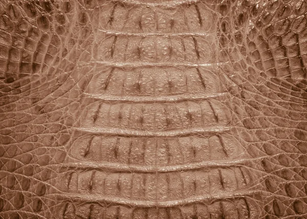 Timsah derisi doku arkaplanı — Stok fotoğraf