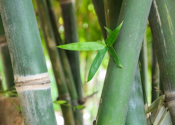 Bambusstiel und Laub — Stockfoto