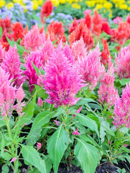 Colorful plumed cockscomb flower — Stock Photo, Image