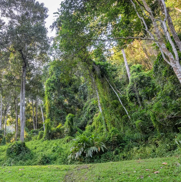 Bosque caducifolio en la montaña Doi Suthep — Foto de Stock