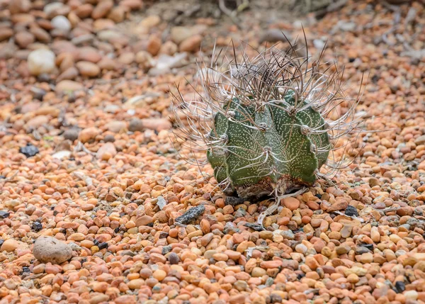 Getmjölk horn kaktus på färgstarka sten — Stockfoto