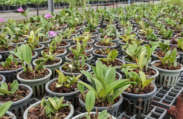 Plantación de orquídeas de Cattleya — Foto de Stock