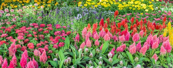 Vacker blomma trädgård — Stockfoto