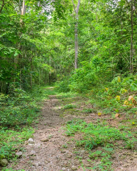 Hiking trail through the forest — Stock Photo, Image