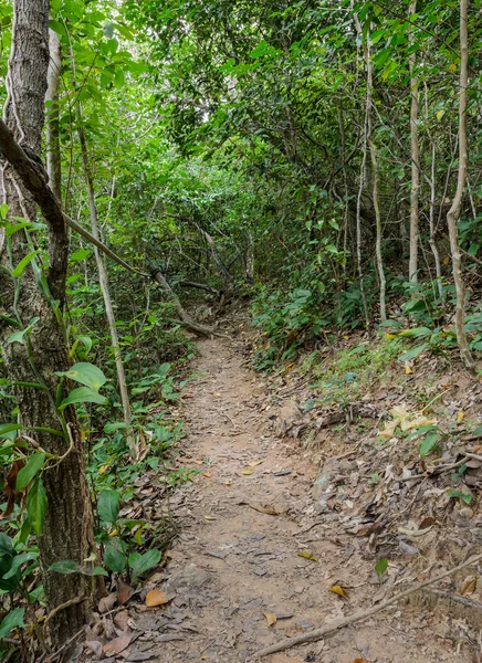 Wandelroute door het bos, thailand — Stockfoto