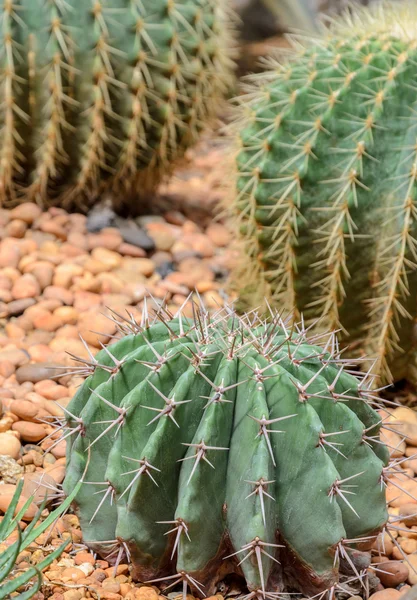 Meloen cactus op kleurrijke steen — Stockfoto