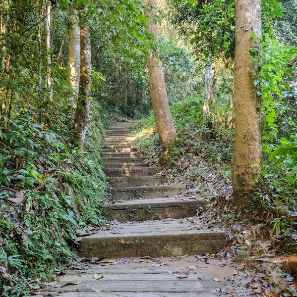 Escalera en el bosque caducifolio — Foto de Stock