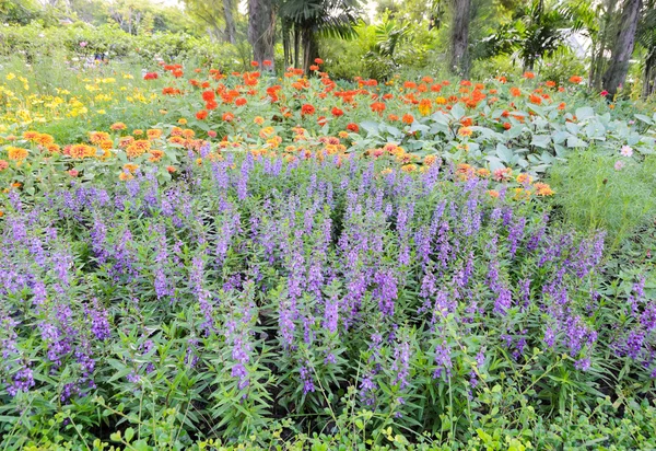 Belo jardim com canteiro de flores — Fotografia de Stock
