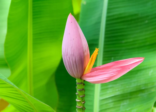 Pink Banana flower — Stock Photo, Image