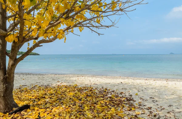Tropical beach with yellow leaf tree — Stock Photo, Image