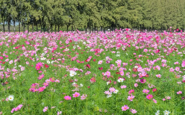 Cosmos flower field — Stock Photo, Image