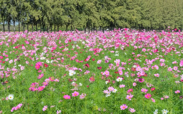 Cosmos campo de flores —  Fotos de Stock