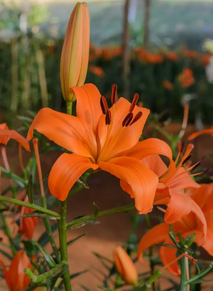 Orange Lily garden — Stock Photo, Image