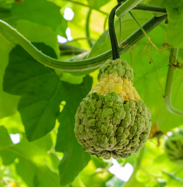 Pumpkin or squash on its tree — Stock Photo, Image