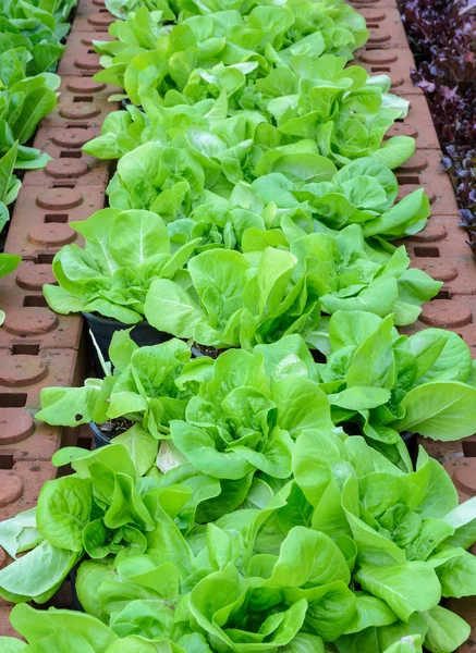 Zöld leveles saláta zöldség — Stock Fotó