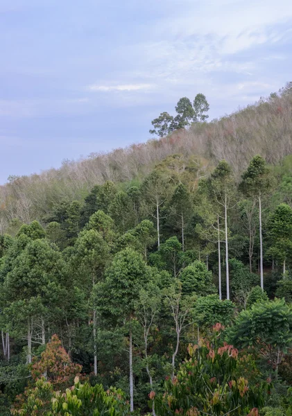 Nature green forest and plantation — Stock Photo, Image