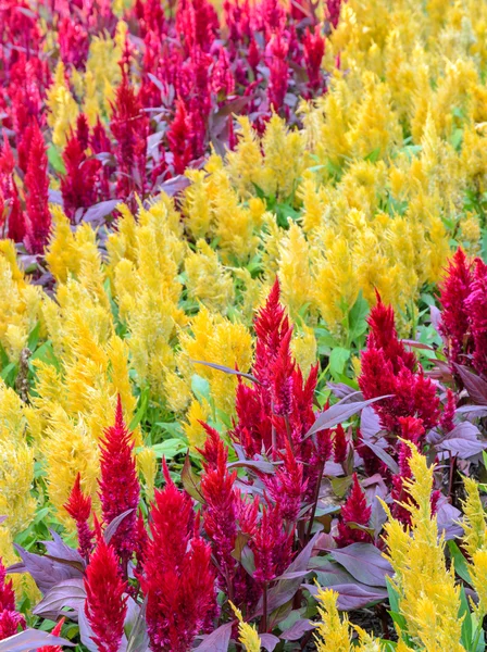 Färgglada fjäderprydda cockscomb blomma — Stockfoto