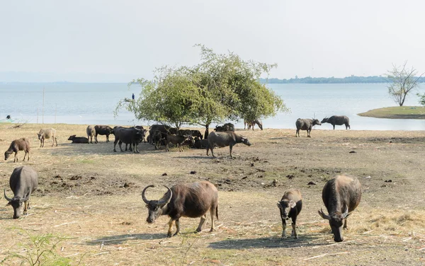 Búfalo de água pastando no campo — Fotografia de Stock