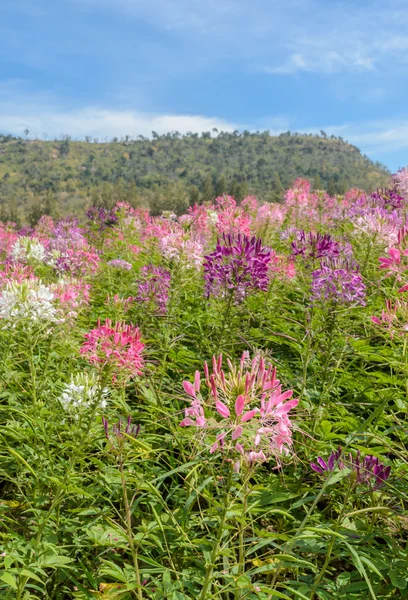 Cleome またはくも花フィールド — ストック写真