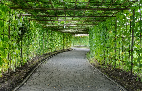 Grön tunnel av vinklade Luffa anläggning — Stockfoto