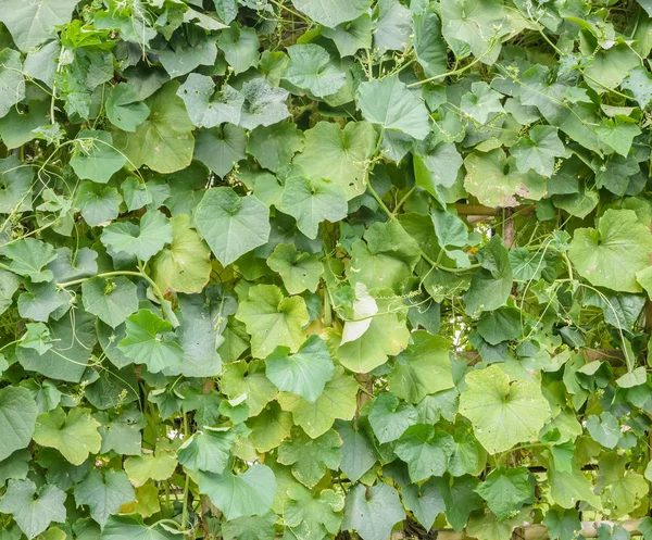 Green verlaten van schuin Luffa plant — Stockfoto