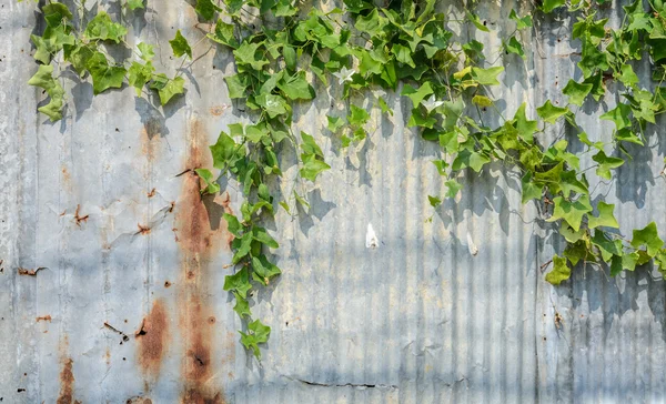 Ivy zucca o pianta Coccina Grandis — Foto Stock