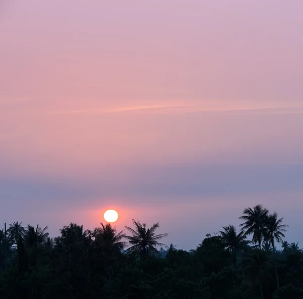 Tropical coconut palm sunset — Stock Photo, Image