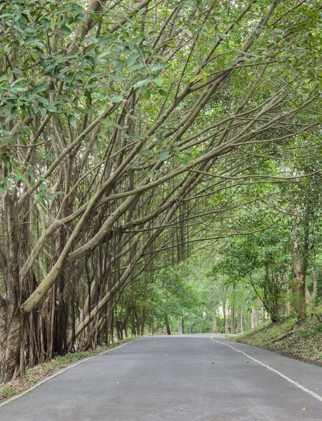 Estrada do campo com árvores de túnel — Fotografia de Stock