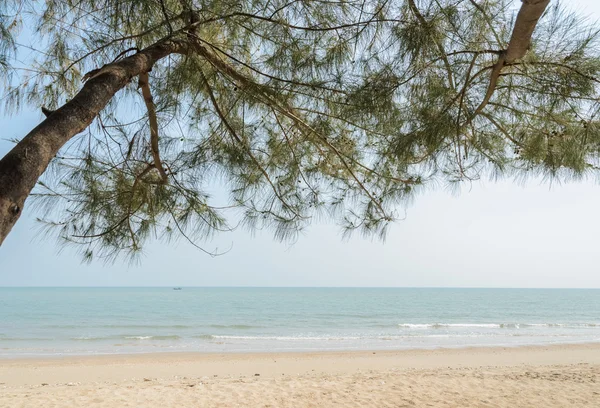 Strand met pijnboom — Stockfoto