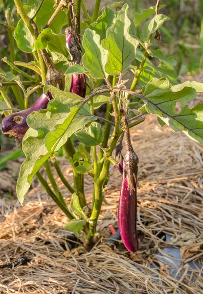 Purple eggplant on its tree — Stock Photo, Image